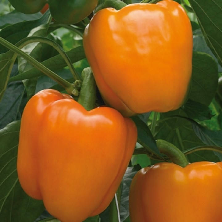 

Магно F1 10 шт семена сладкого перца Enza Zaden Голландия