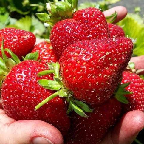 

Клубника Луиза (ОКС)