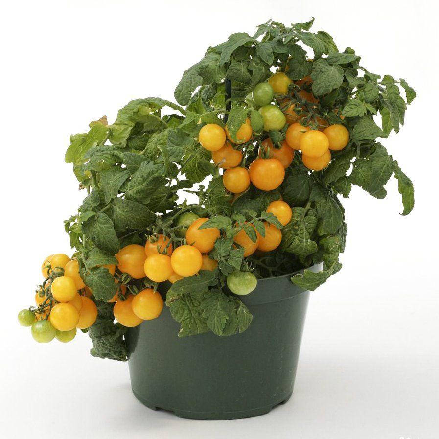 

Профсемена. Семена Томат комнатный Балкони Елоу (Фасовка- 10 шт.)