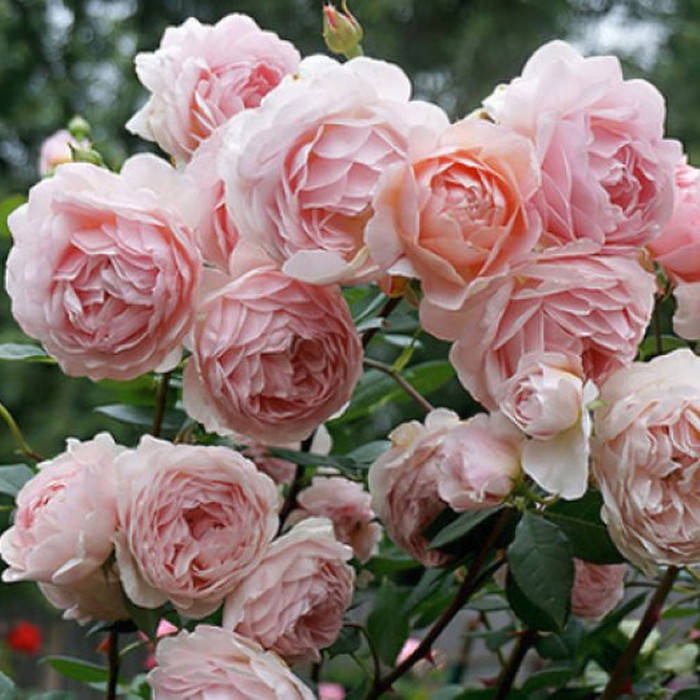 

Уильям Морис (William Morris)