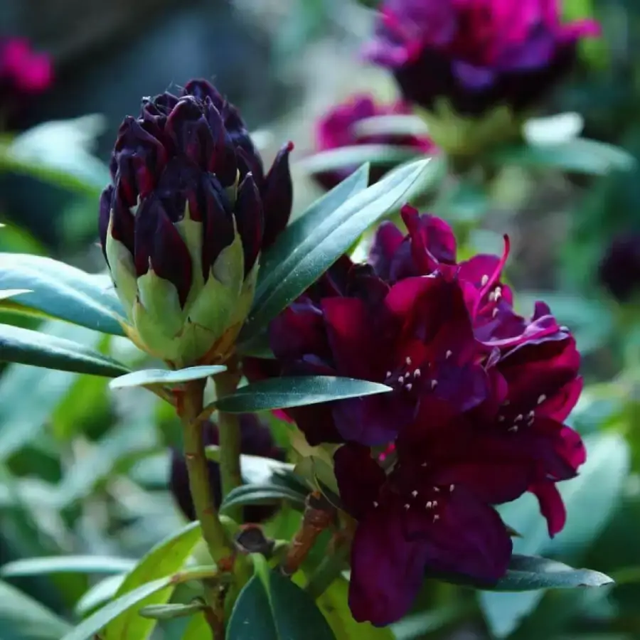 

Саженец рододендрона POLARNACHT, 2 - летний, контейнер 1,5л