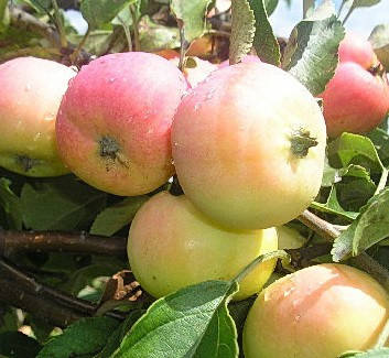 

Яблоня Пепинка Золотистая. (54-118). (вв). Осенний сорт.