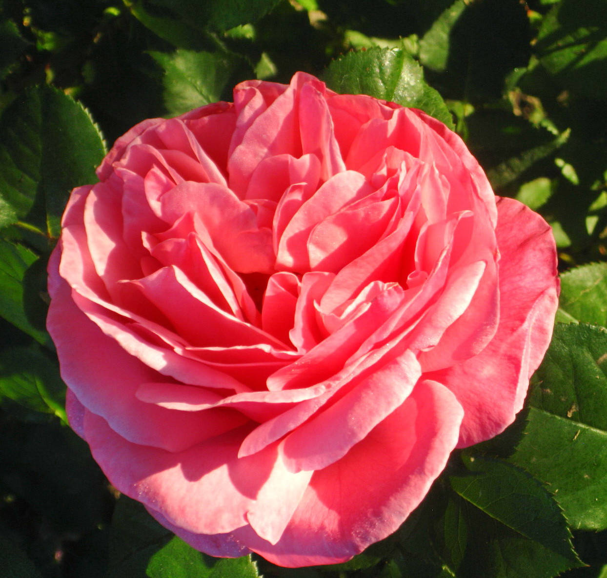 

Роза Ив Пьяже. (в). Чайно-гибридная роза