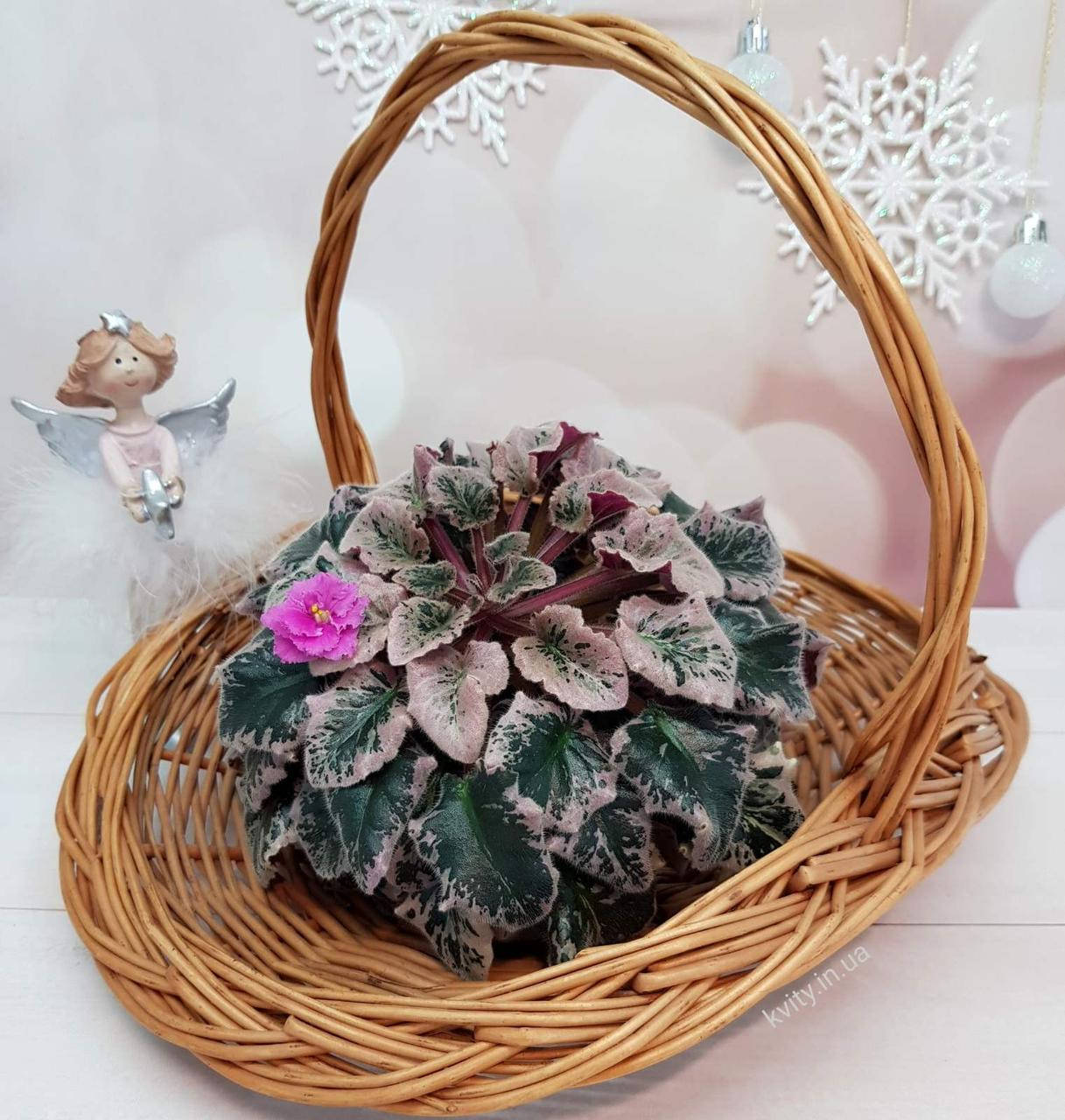 

Фиалка Pink Pizzazz (H.Pittman) дітка, Розовый