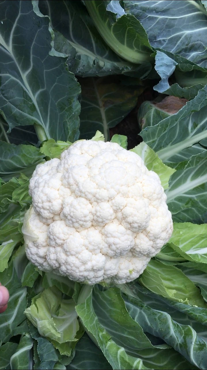 

Насіння цвітної капусти Алмагро F1 2,500н. Syngenta Сингента