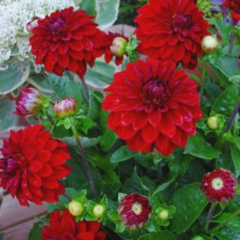 

Георгина высокорослая Red, клубни/луковицы, Красный