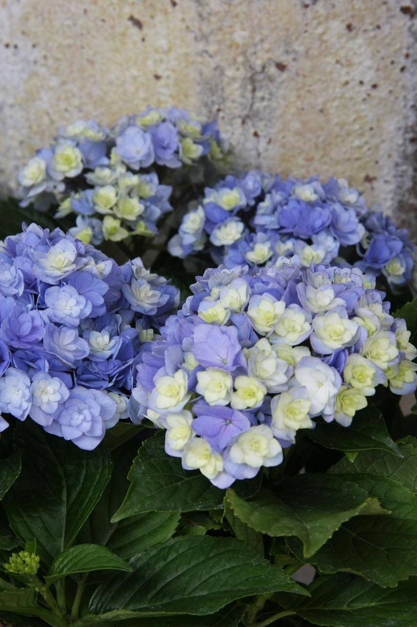 

Гортензія великолиста Бель Седакшен/HYDRANGEA macrophylla Belle seduction С3 / Н30-40