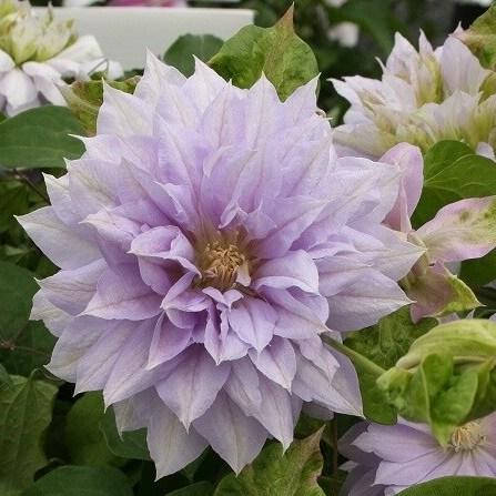 

Клематис Belle of Woking саженцы 2-х лет (контейнер)