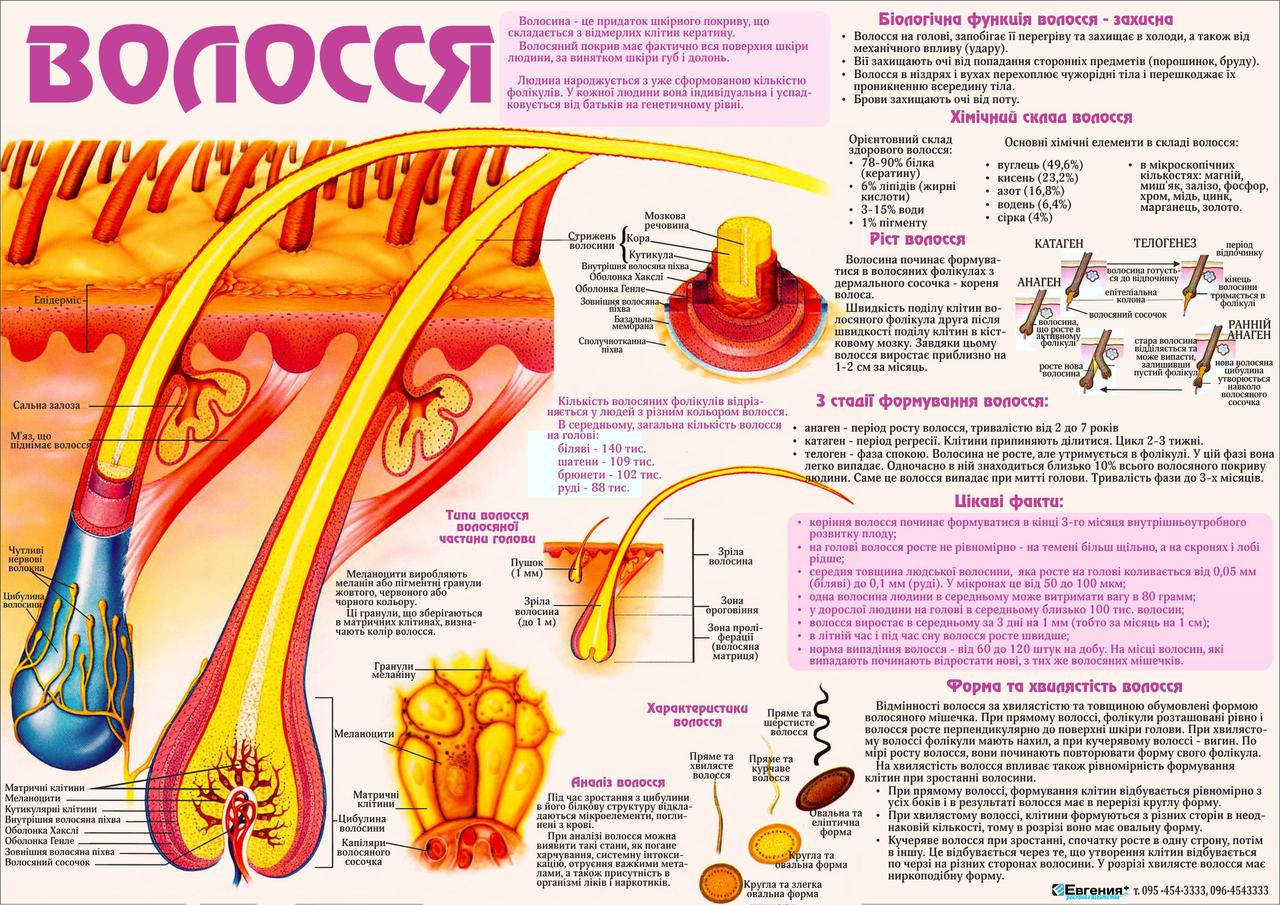 

Санбюлетень. Анатомічний плакат "Волосся" (украинская версия)