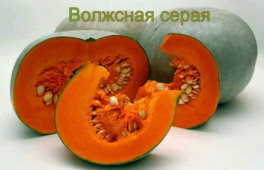 

Тыква Волжская серая 92