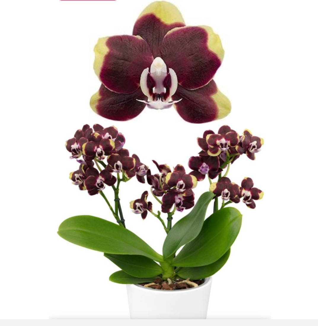 

Орхидея Phal. Streetcar 215870 цветок 5 cm. подросток 1.7 торф