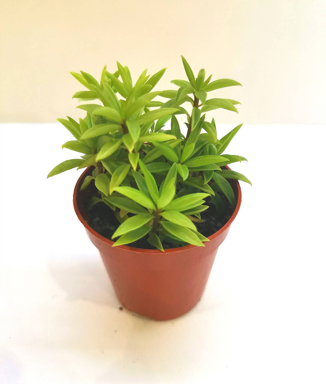 

Пеперомия Peperomia nivalis Суккулент Комнатное растение, Зелёный