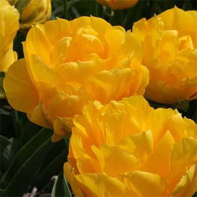 

Тюльпан Tropical Wave (луковицы) 3 шт