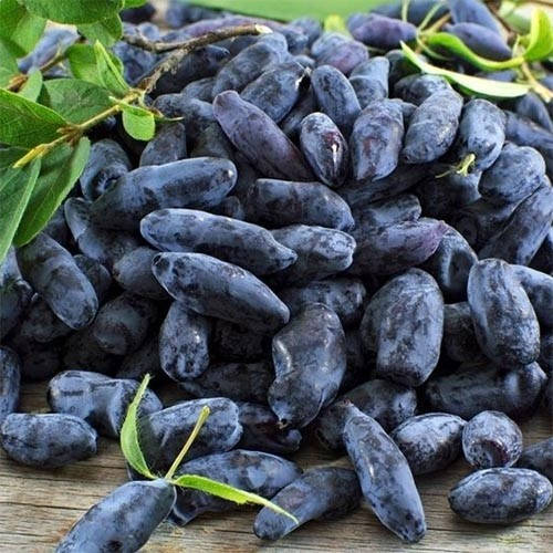 

Жимолость Атут (саженцы)