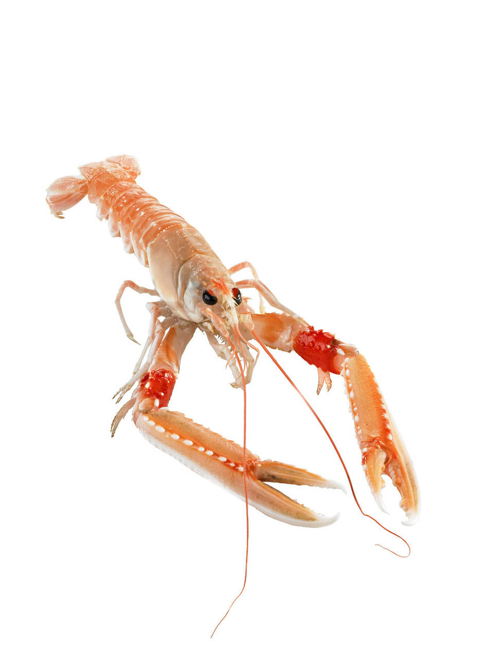 

Норвежский лобстер, размер 8/12, Нидерланды