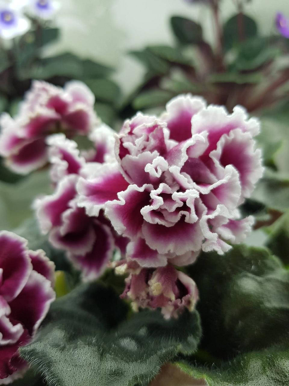 

Фиалка ЛФ-Лесные Ягоды дітка