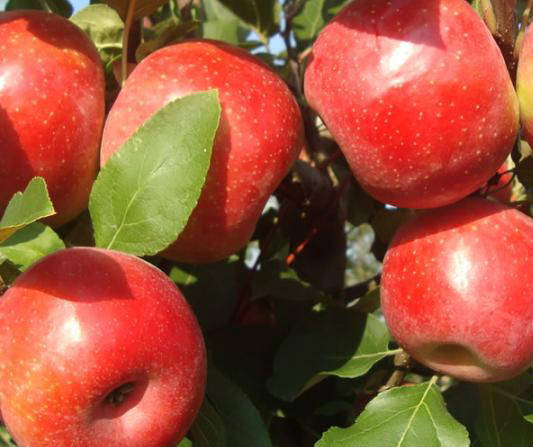 

Яблоня Ариан. (Б7-35). (вв). Зимний сорт