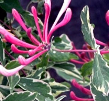 

Жимолость Каприфоль Вариегата