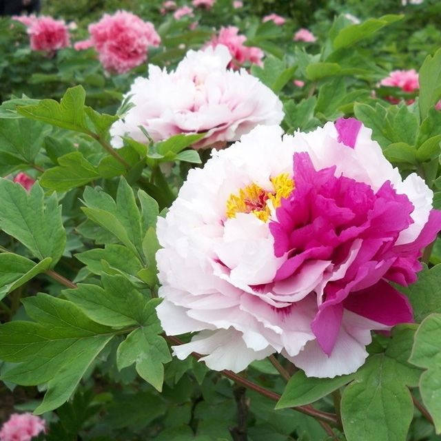 

Пион древовидный Er Qiao 3 семени