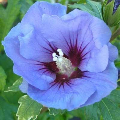 

Гибискус сирийский Marina (саженцы)