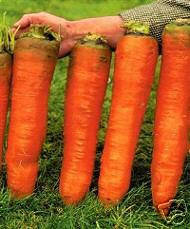

Морковь - гигант Золотая осень 100 семян