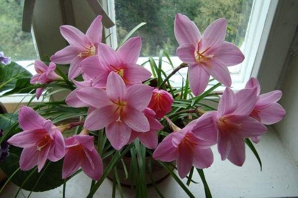 

Зефирантес Rosea (Розеа)