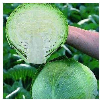 

Адема F1 10 шт семена капусты Rijk Zwaan Голландия