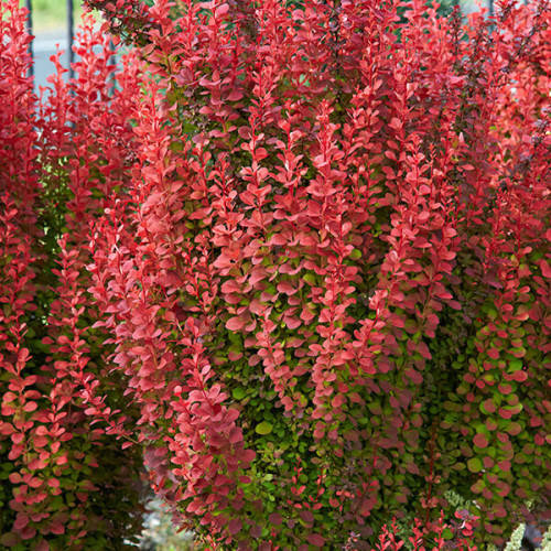 

Барбарис Тунберга Orange Rocket (Оранж Рокет) в контейнере