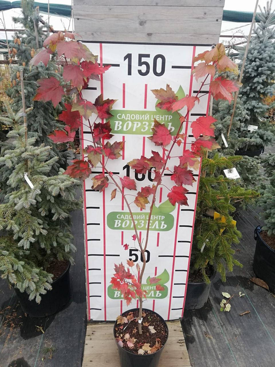

Клен червоний Октобер Глори / Acer rubrum October Glory С7.5 /Н 100-140