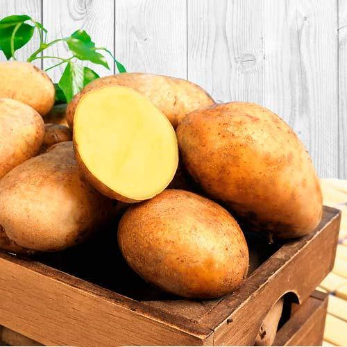 

Картофель Электра сорт среднеспелый очень вкусный урожайный устойчив лежкий класс Элита ф35-55мм Голландия