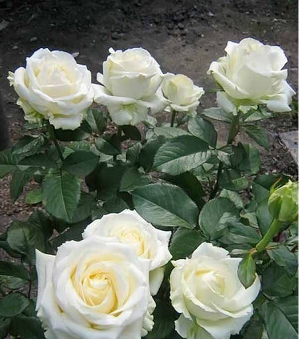 

Саженцы роз Clear Ocean (Клир Оушен)