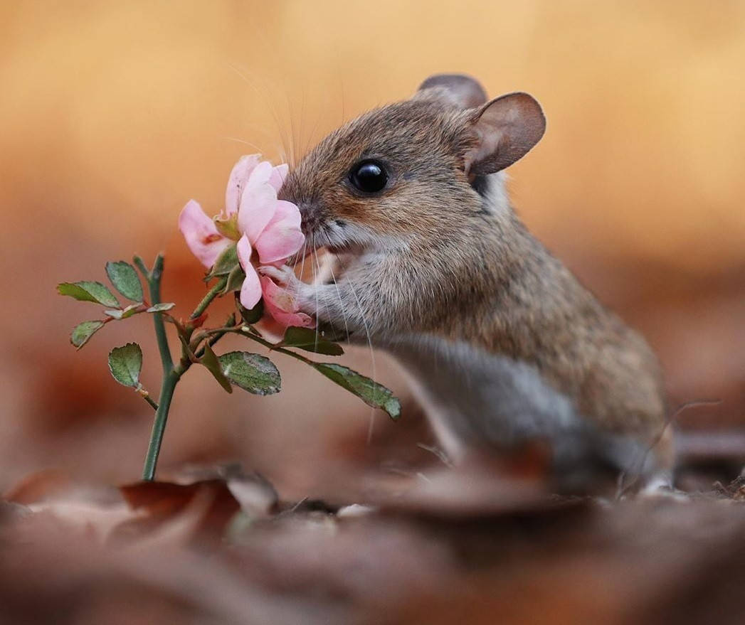 

Алмазная мозаика Мышка полевка 30*40см без рамки в коробке (C510)