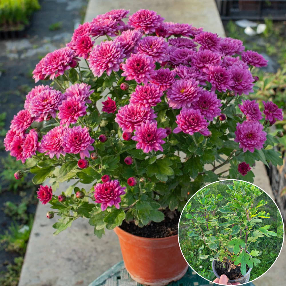 

Хризантема Padre Lilac