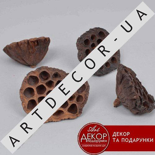 

Сухоцвет головка лотоса (большая)