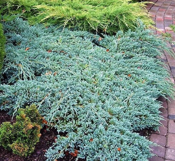 

Можжевельник чешуйчатый Blue Carpet, 15-20 см, 2-летки