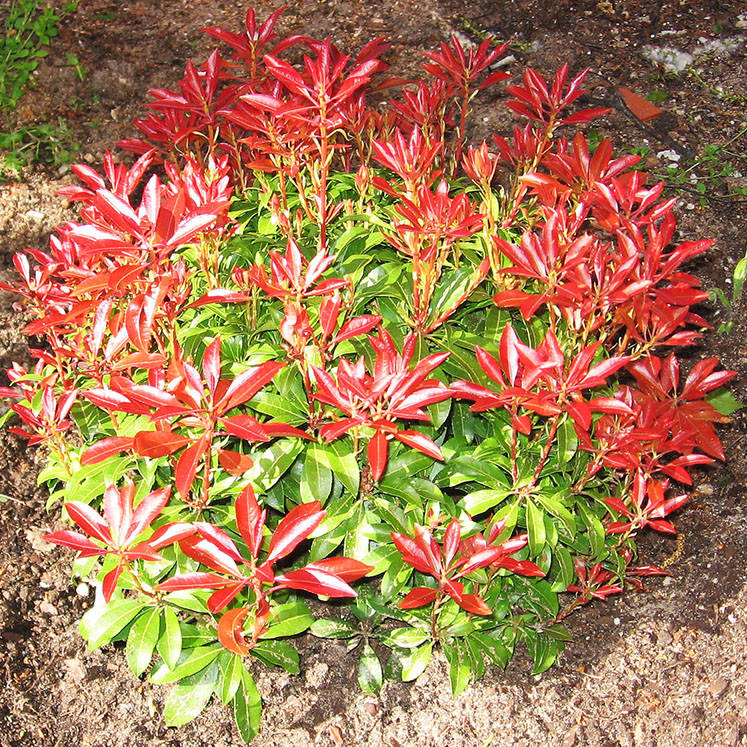 

Пиерис японский Бонфаер / Pieris japonica Bonfire / С1,5