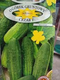 

Семена огурцов Цезар F1 Roltico 5г