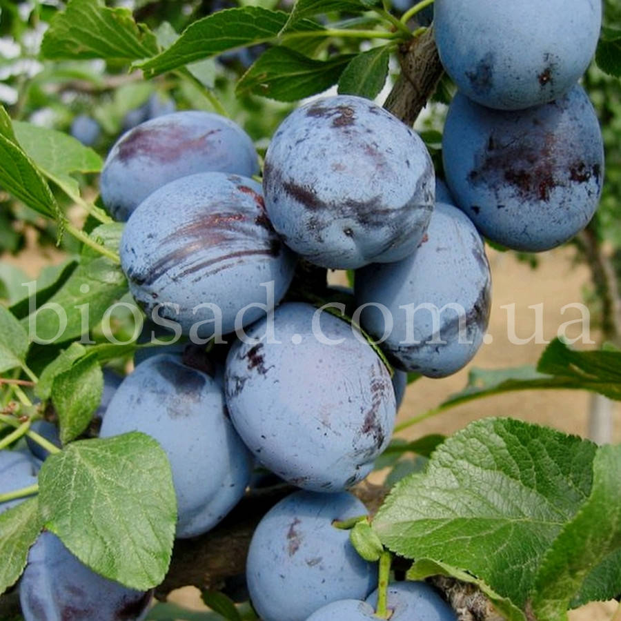 

Слива Чачакская Лепотика (Cacanska lepotica)