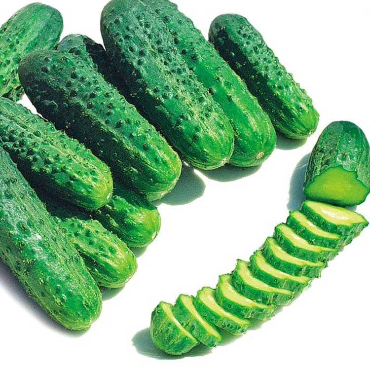 

Огурец Альянс F1 250 семян, пчелоопыляемый (Bejo Zaden)