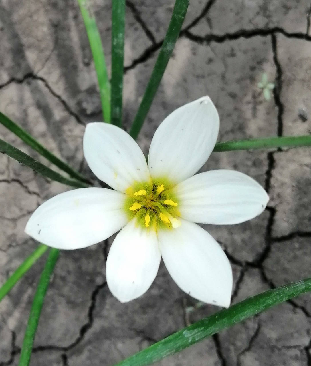 

Зефирантес белый (Zephyranthes candida), луковица