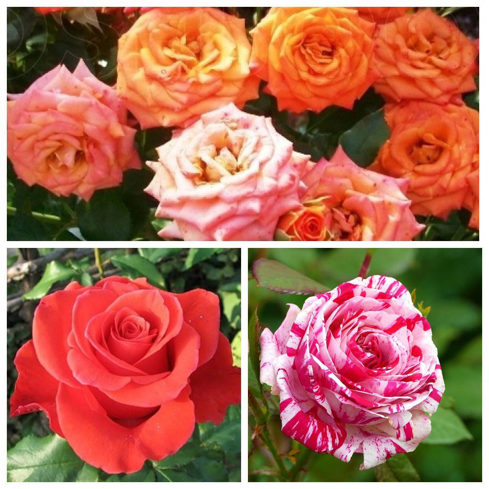 

Комплект из 3-х сортов розы