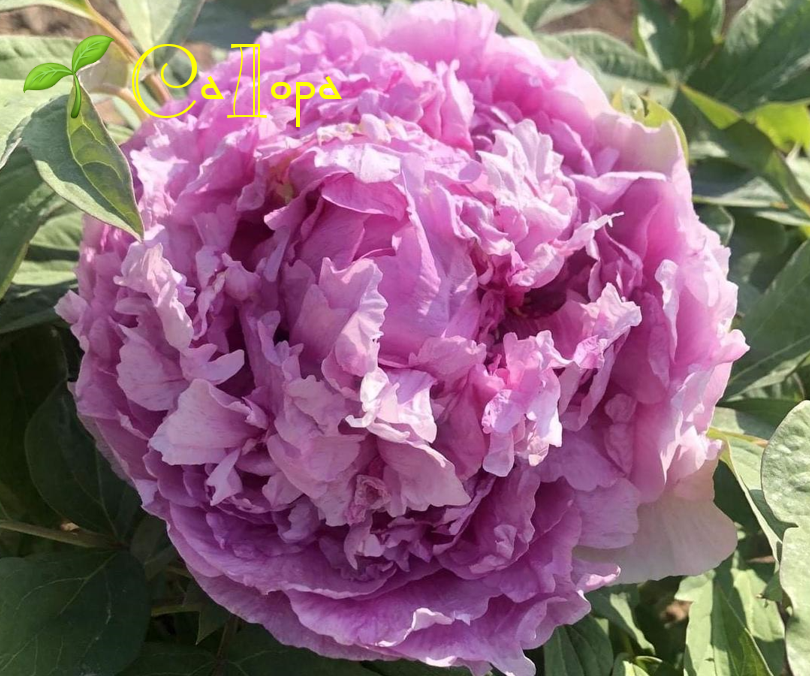 

Древовидный пион Лавендер Блю (Lavender Blue)