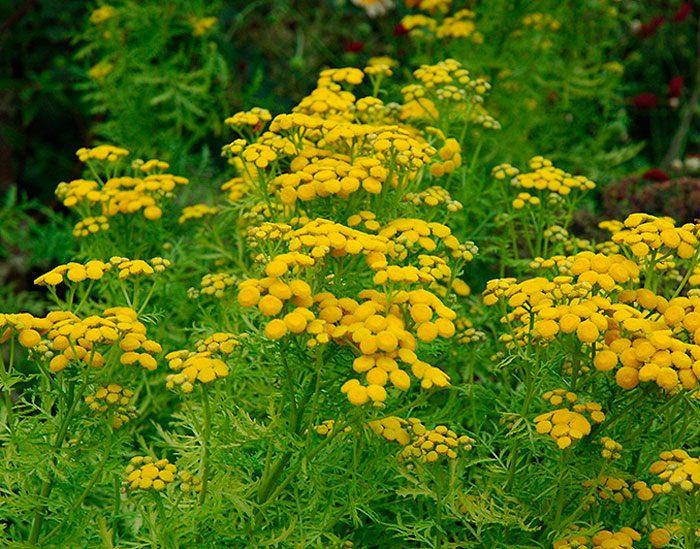 

Пижмо звичайне (Пижма обыкновенная) 100г