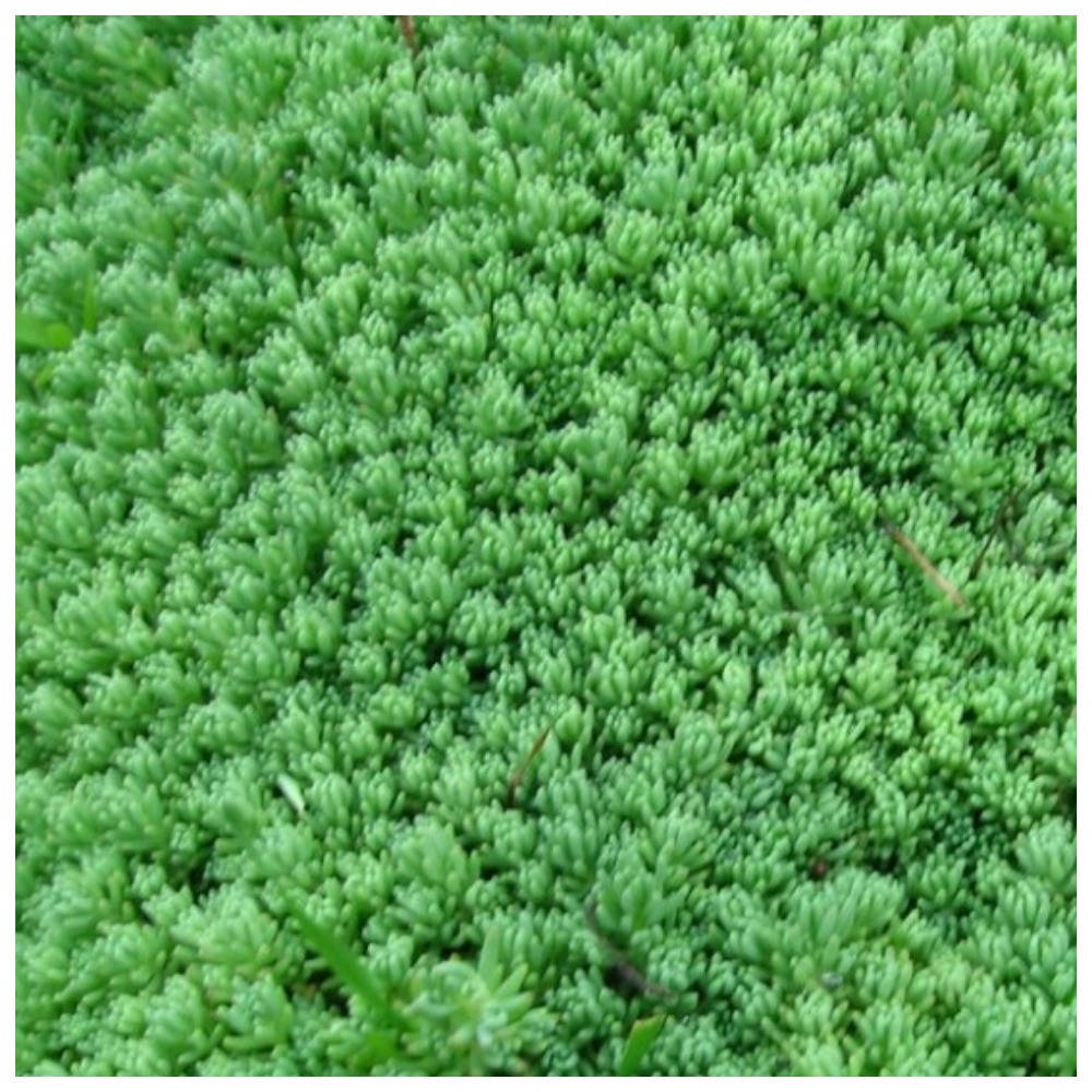 

Очиток (седум) іспанский Sedum hispanicum "Blue Carpet") (55)