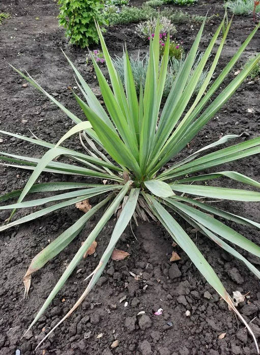 

Юка Нитчастая