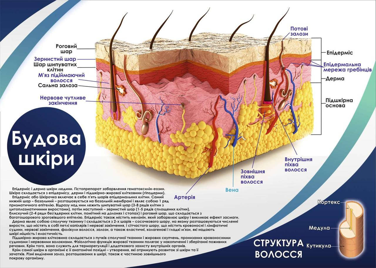 

Санбюлетень "Будова шкіри" укр. версія (анатомічний плакат) А3(420х300мм), пластик