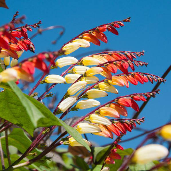 

Семена Цветы Мина Испанский флаг 0,3г GL Seeds (1835), Разные цвета