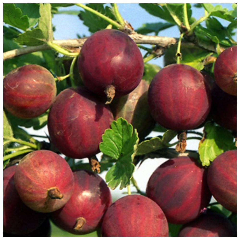 

Крыжовник Оксамит