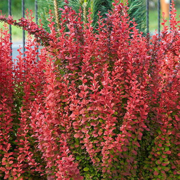 

Барбарис Red Coral 1,5 л