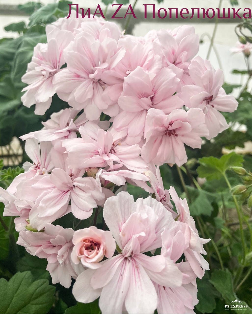 

Пеларгония ЛиА Попелюшка (37с) зонартик